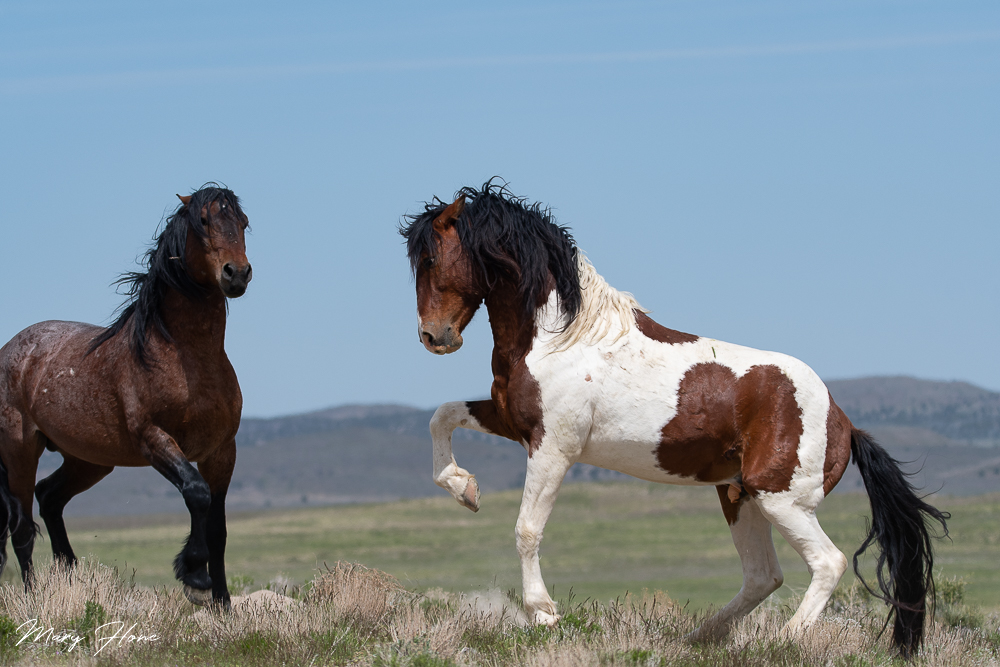 Hangin' with the Herd-Wild Horses, Happy Places - Wild Mustangs Forever