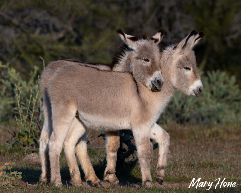 Wild Baby Burros Playing-The Cutest Thing on the Internet