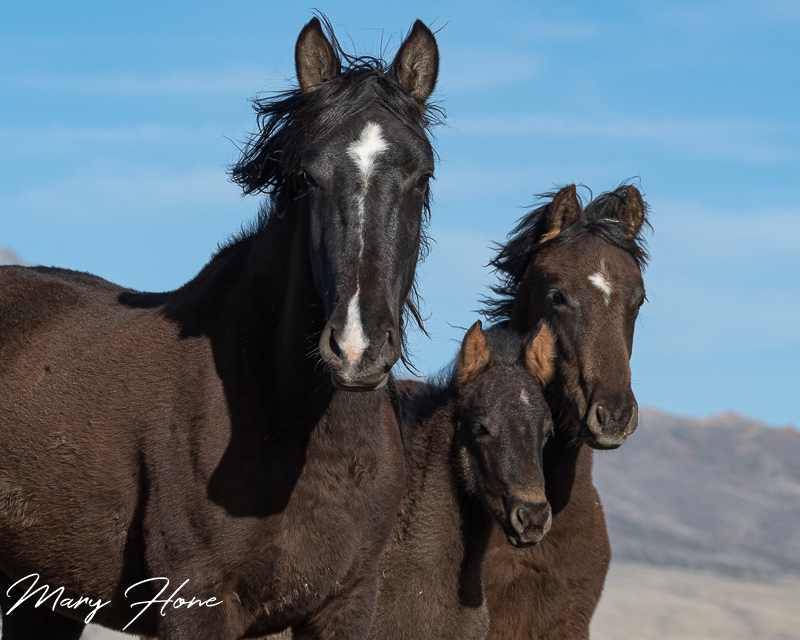 Springtime with the Wild Horses