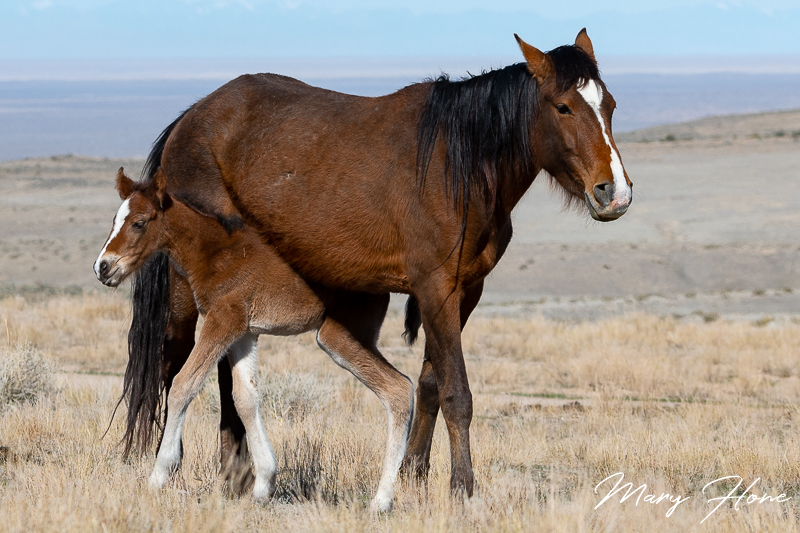 wild horse mare and foal