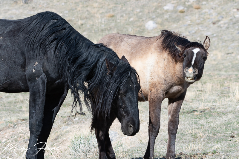 springtime with the wild horses
