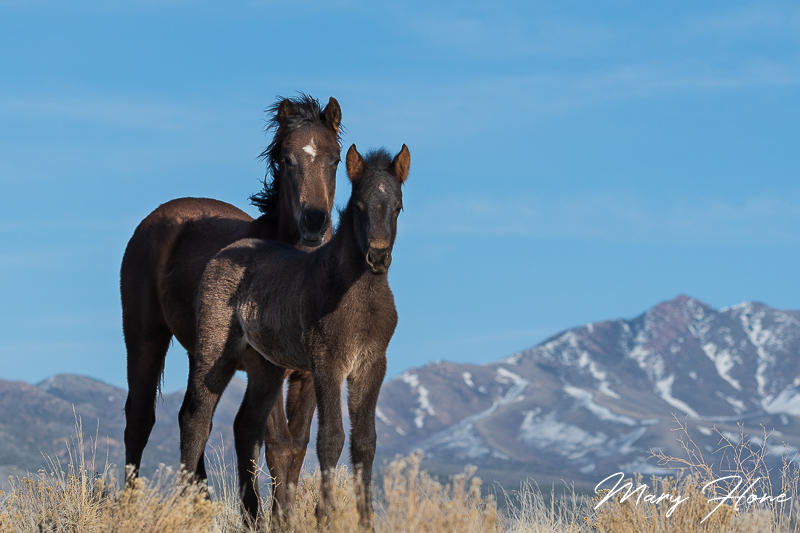 Springtime with the Wild Horses