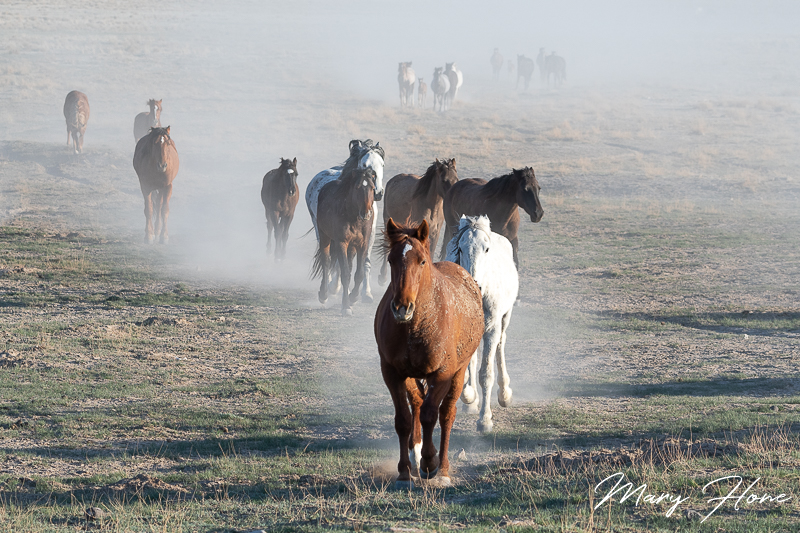 springtime with the wild horses
