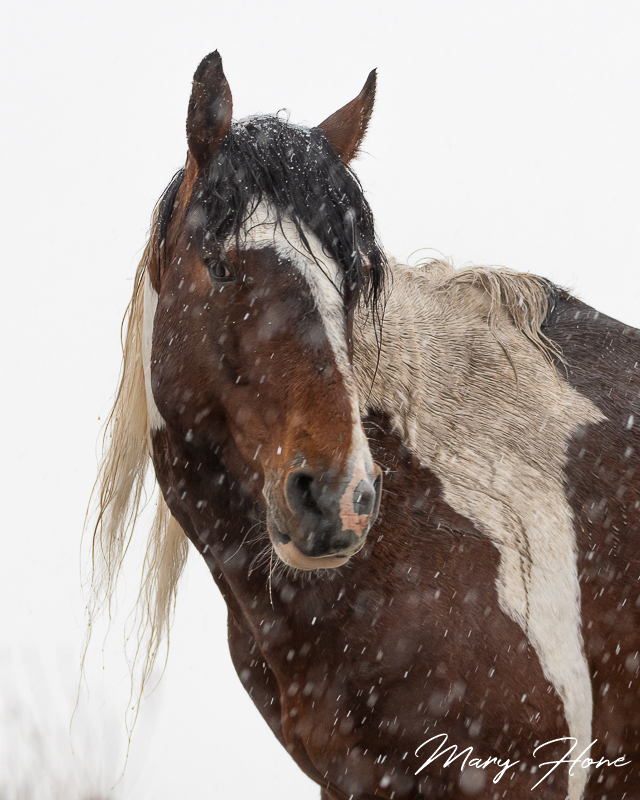 wild horses in snow