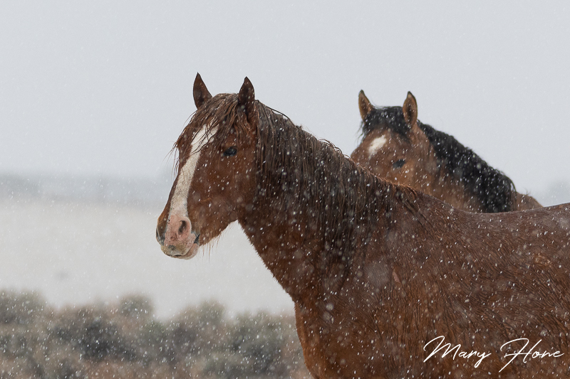 wild horses in snow