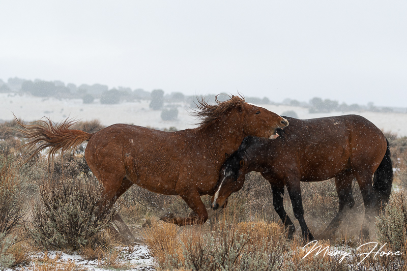 wild horses in the snow