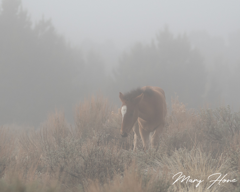 wild horses in the fog