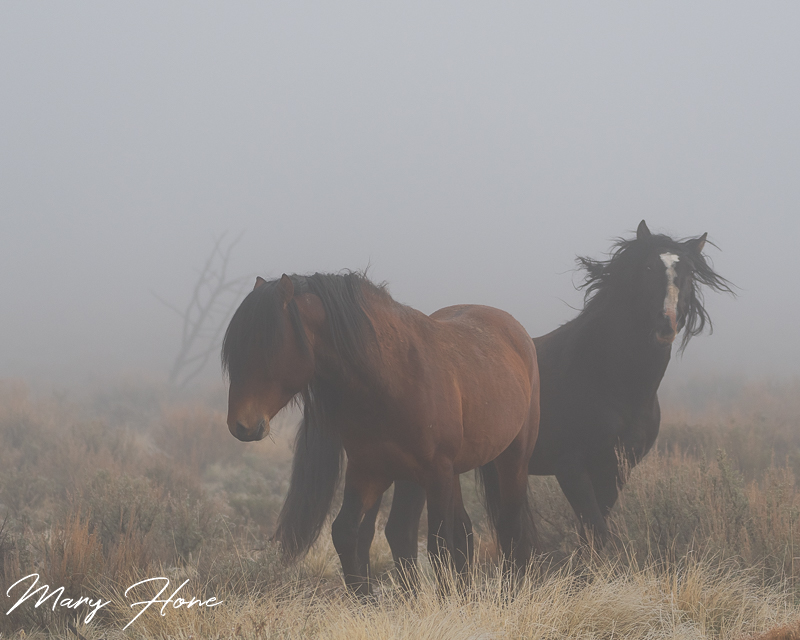 wild horses in the fog