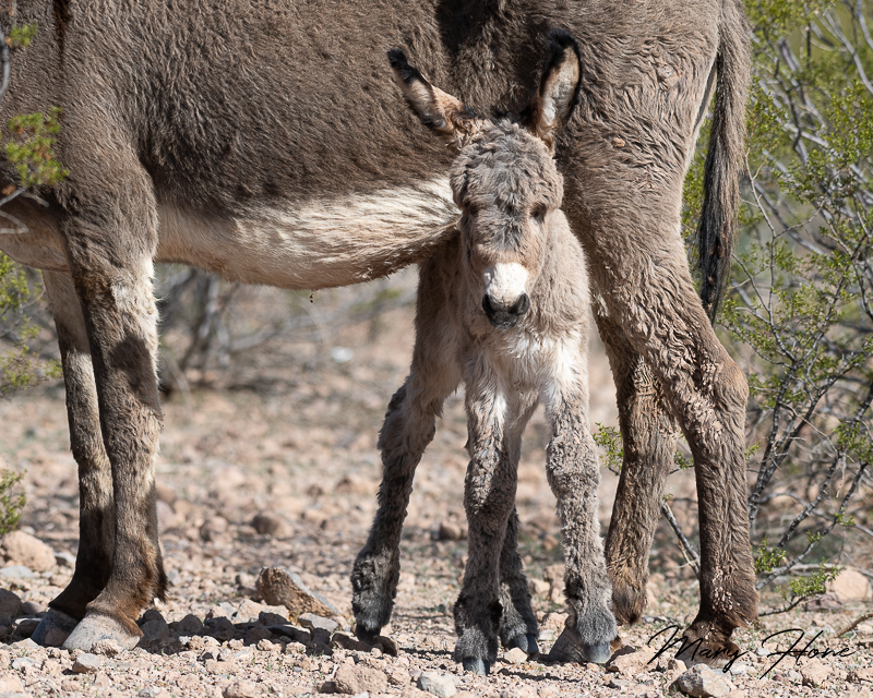 Tiny wild baby burro
