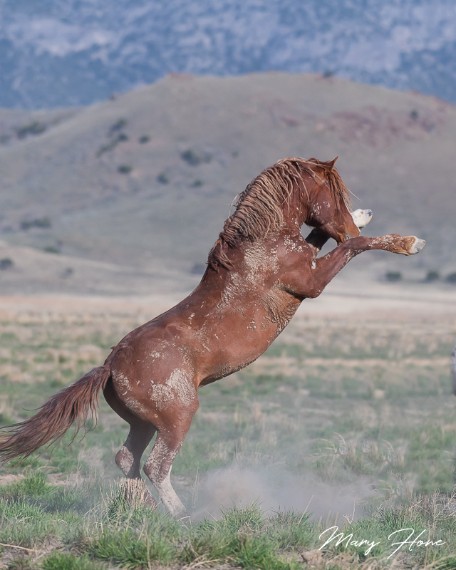 A Whole Bunch of Wild Mustang Photos