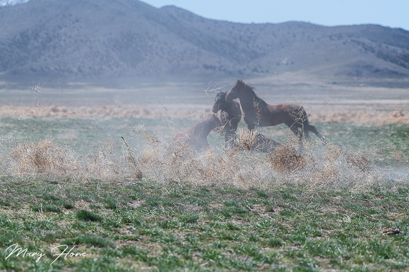 A Whole Bunch of Wild Mustang Photos